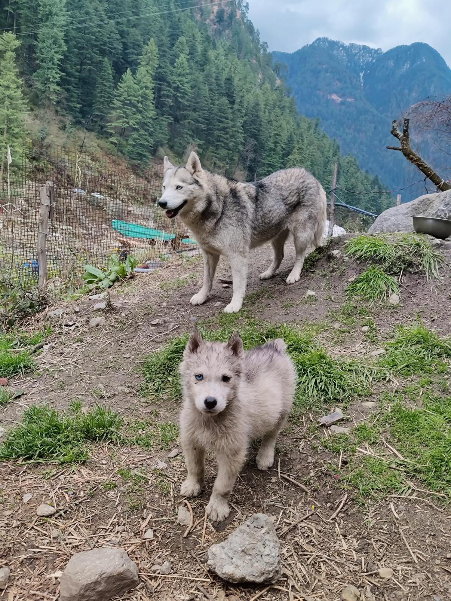Flipsyde Retreat Otel Kasol Dış mekan fotoğraf